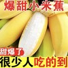 【香甜软糯！9斤超值广西米蕉】皮薄肉厚新鲜小米蕉水果包邮小香芭蕉苹果蕉自然熟当季整箱 商品缩略图0