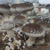 【3天左右发】有机鲜香菇（基地直发-顺丰包邮）| 来自广东“四只瓢虫”韶关基地，生产者：李志【合作生产，公平贸易】 商品缩略图11