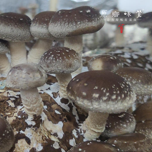 【3天左右发】有机鲜香菇（基地直发-顺丰包邮）| 来自广东“四只瓢虫”韶关基地，生产者：李志【合作生产，公平贸易】 商品图11