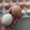 刨刨鸡鸡蛋（竹林大散养蛋） 商品缩略图1