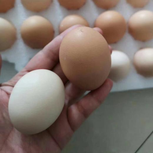 刨刨鸡鸡蛋（竹林大散养蛋） 商品图1