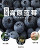 云南高原新鲜蓝莓（大果125g/盒   4盒） 商品缩略图0