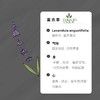 03  有机真正薰衣草精油【香气003】 商品缩略图0