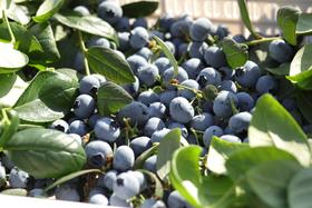 云南高原新鲜蓝莓（中果 125g/盒   4盒）