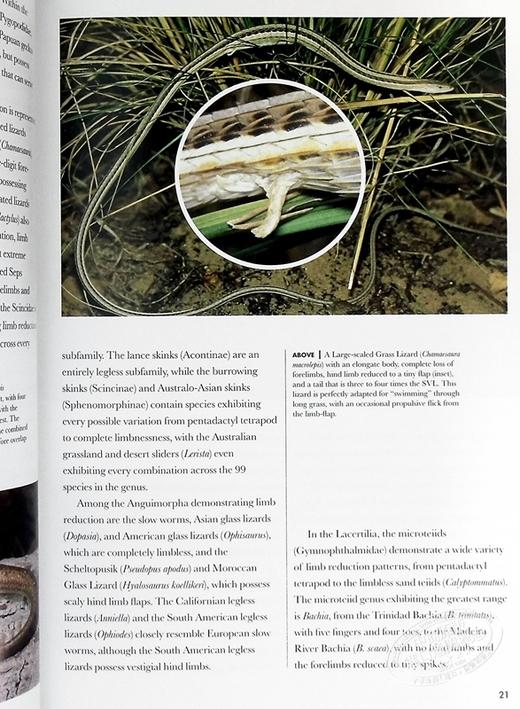 【中商原版】世界蜥蜴 蜥蜴百科图鉴指南 图文详解 Lizards of the World 英文原版 蜥蜴科普 Mark O Shea 商品图6