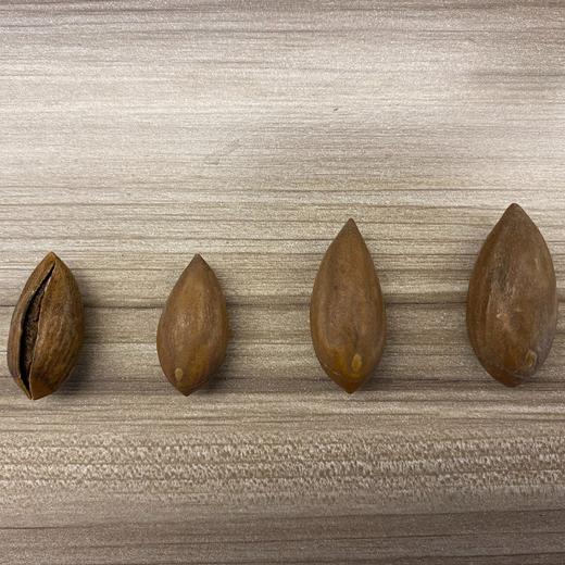 杭州名牌金奖手工剥壳香榧 树上熟香榧味更香 商品图1