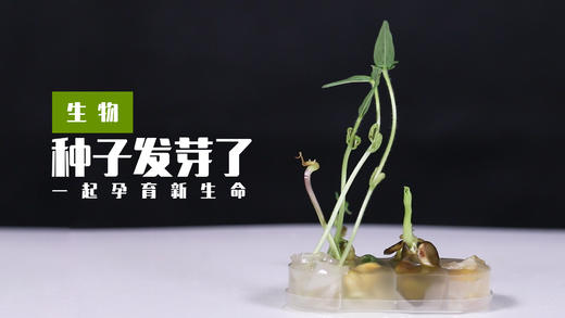 Lv.16 第1节课【种子发芽】（精选原理作业） 商品图0