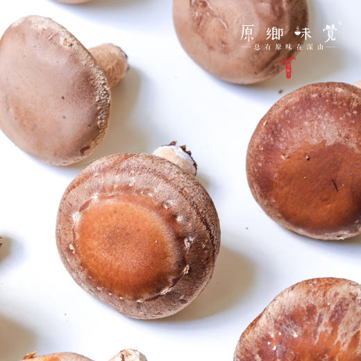 【3天左右发】有机鲜香菇（基地直发-顺丰包邮）| 来自广东“四只瓢虫”韶关基地，生产者：李志【合作生产，公平贸易】 商品图8