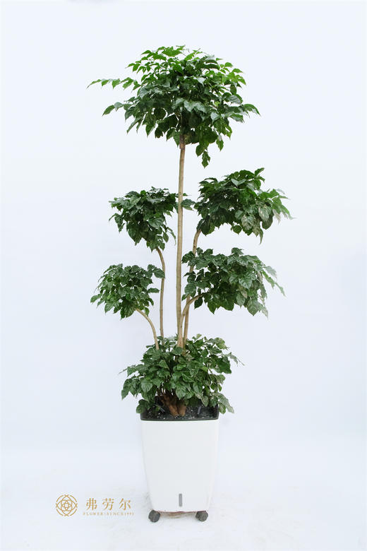 JT绿宝盆栽 商品图0