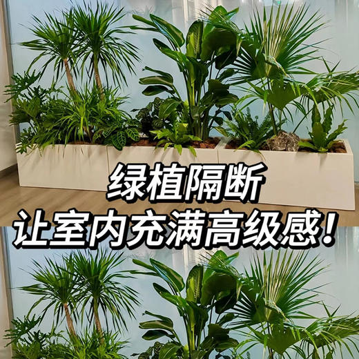 绿植组合花箱造景-1份3组龙须树天堂鸟蒲葵柠檬茶花大型植物组合绿植隔断公司大堂装饰摆放大气好养植物 商品图0