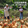 温氏供港农养大公鸡2.8斤 100天莫氏鸡煲同款食材 冷冻食品 走地鸡 商品缩略图7