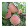 坏果包赔【脆甜爽口！多汁美味】青州蜜桃，冬桃冬雪蜜脆甜不离核小毛桃水果新鲜桃子应季特大整箱包邮五指-觅食坊 商品缩略图3