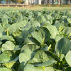 【小菜园露天种植】大青菜500g 商品缩略图0