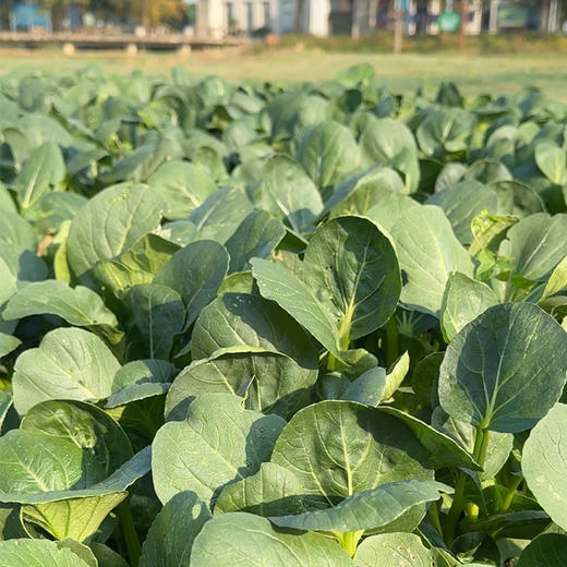 【小菜园露天种植】大青菜500g 商品图0