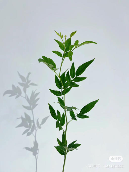 九星叶 商品图0