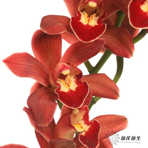 大花蕙兰 | 红宝石【瑕疵 折痕 不售后，介意者慎拍】 商品图0