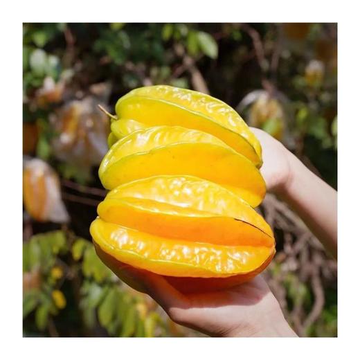 坏果包赔【清甜爆汁！甜杨桃】果肉饱满，口感清脆多汁。5斤新鲜应季水果现摘树上熟五角星阳桃整箱包邮整箱包邮-觅食坊 商品图3