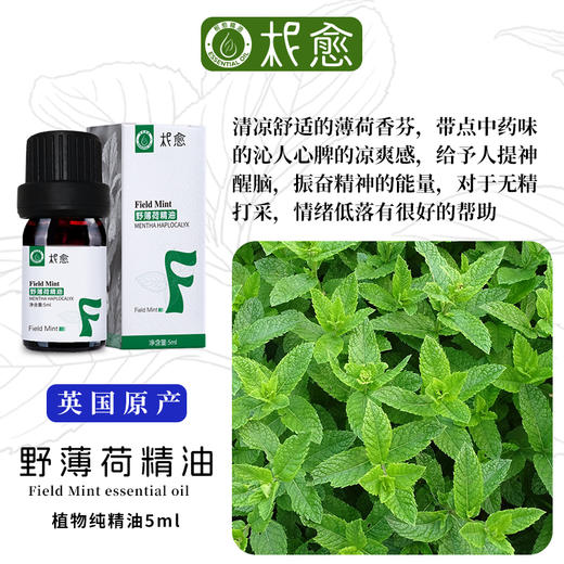 【柅愈】野薄荷纯精油5ml 英国原产薄荷精油 单方纯精油 扩香/熏香/调油 商品图1