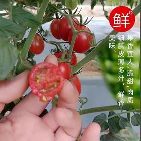 【鲜嫩爽口！小番茄】圣女果新鲜小番茄5斤水果当季蔬菜生吃自然熟3西红柿千禧山东整箱包邮-觅食坊