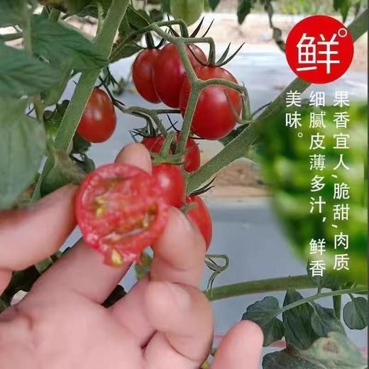 【鲜嫩爽口！小番茄】圣女果新鲜小番茄5斤水果当季蔬菜生吃自然熟3西红柿千禧山东整箱包邮-觅食坊 商品图0