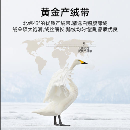 佳丽斯羽绒被95白鹅绒冬被芯加厚保暖抑菌匹马棉鹅绒被子 商品图5