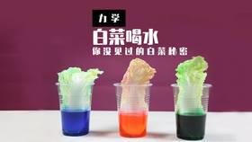 Lv.3 第6节课【植物喝水】（精选原理作业）