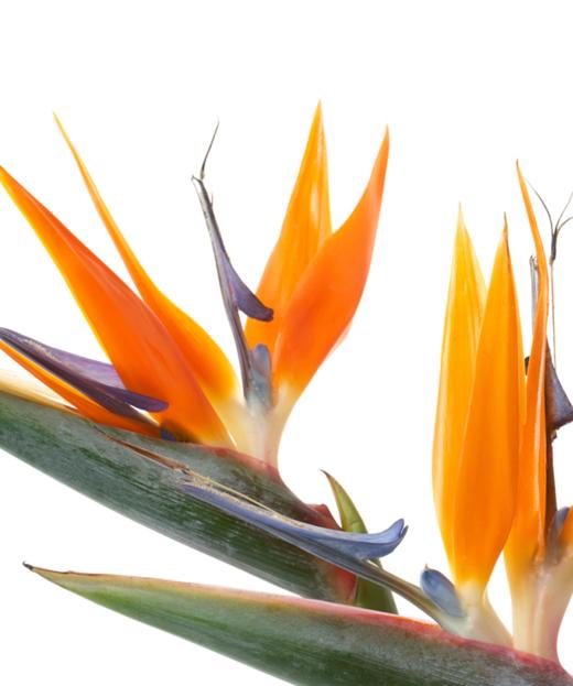 鹤望兰  Bird of Paradise 商品图1