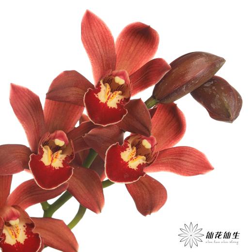 大花蕙兰 | 红宝石【瑕疵 折痕 不售后，介意者慎拍】 商品图3