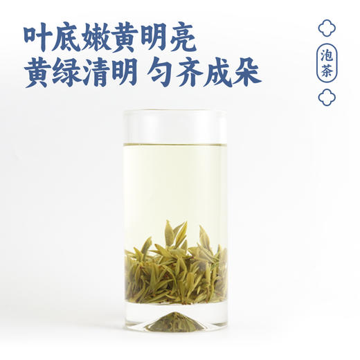 徽汇 霍山黄芽特级黄芽（白马尖产区）250g/500g茶叶 新老包装随机发货 叶底嫩黄明亮 黄绿清明 48小时发货 商品图4