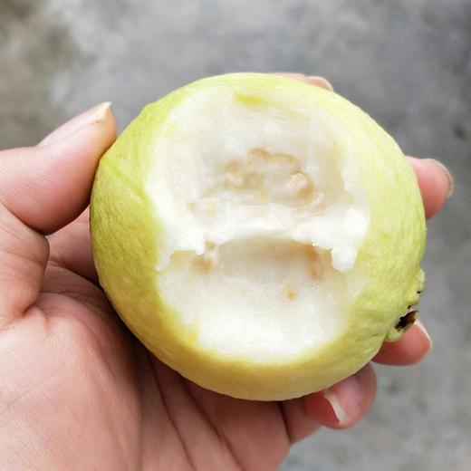 送酸梅粉【冰激凌口感！软心牛奶芭乐】轻咬一口，奶油细腻，送礼自用皆相宜，口感醇厚。源自广东软糯白心芭乐5斤新鲜水果番石榴胭脂红软心奶油巴乐整箱包邮-觅食坊 商品图4