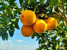 （集采5件以上享9折）赣南脐橙10斤装一类果/精品果（果园包邮直发）