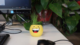 Lv.13 第1节课【快乐小盆栽】（精选实验打卡）