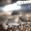 【3天左右发】有机鲜香菇（基地直发-顺丰包邮）| 来自广东“四只瓢虫”韶关基地，生产者：李志【合作生产，公平贸易】 商品缩略图10