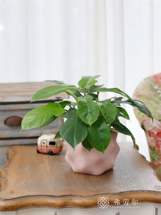 JT飞机蔓绿绒 商品图0