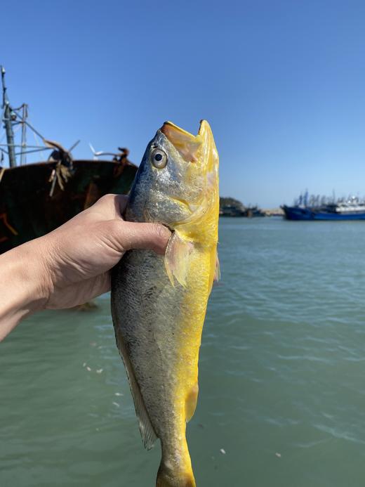 & 新鲜上岸的深海大黄花鱼‼又鲜又嫩👍🏻补脑黄金鱼！【活冻】 商品图6