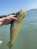 & 海里的“黄金鱼”黄花鱼🐟，超鲜嫩口感，最佳人气海鱼！活冻 商品缩略图5