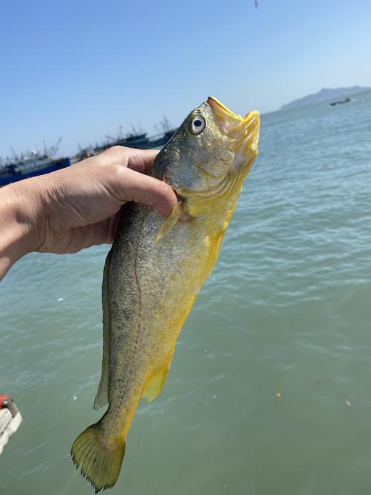 & 海里的“黄金鱼”黄花鱼🐟，超鲜嫩口感，最佳人气海鱼！活冻 商品图5