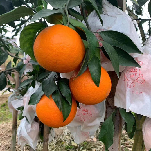 【福建·漳州 】#新品#红美人果冻橙 爱媛28号果冻橙 新鲜现摘 品质14°甜橙 商品图3