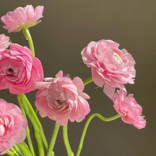 粉色洋牡丹丨8支+2支防损【收到一定要带外包装一起醒花】【单拍不发】 商品图2