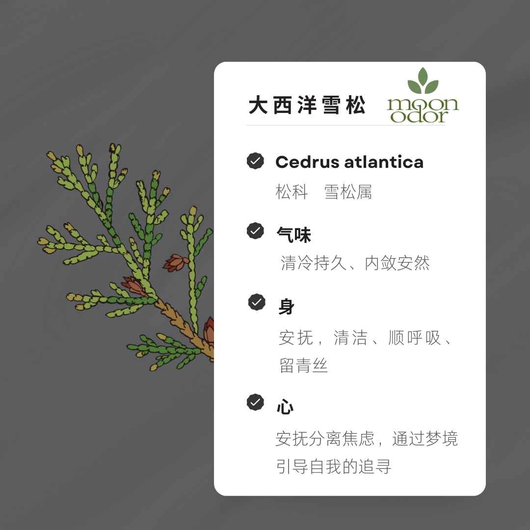 02 有机大西洋雪松精油 【香气002】