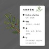 02 有机大西洋雪松精油 【香气002】 商品缩略图0