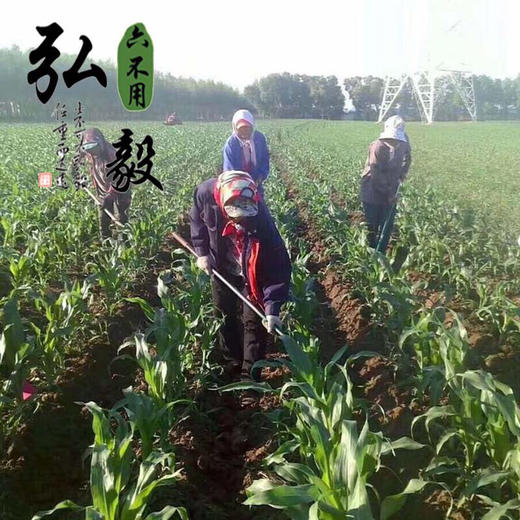 【弘毅六不用生态农场】六不用东陵白玉米碴 1斤/份 三份包邮 商品图4