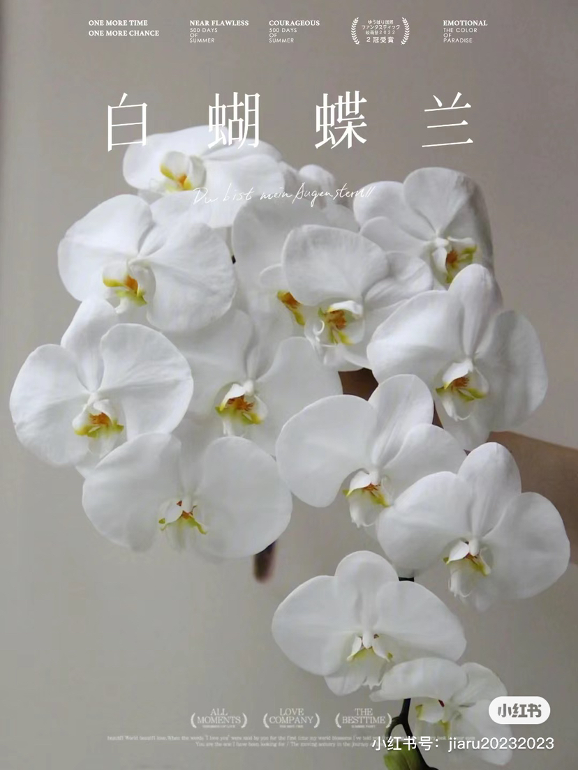 蝴蝶兰白一支物流受损不售后8-9朵