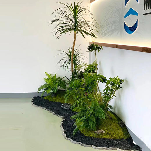 绿植植物造景布置-1份龙须树鸭脚木造型前台公司大堂logo绿化软装高端定制上门布置 商品图2