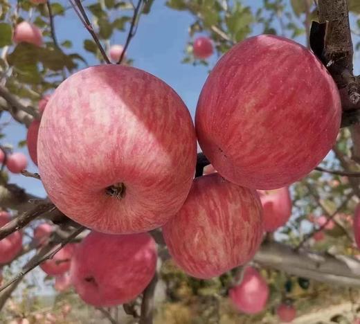 灵宝寺河山苹果 河南三门峡富硒红富士SOD脆甜冰糖心苹果中秋礼品 10斤大果20枚左右 商品图1