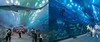 迪拜购物中心水族馆和水下动物园Dubai Mall Aquarium and Underwater Zoo 商品缩略图0