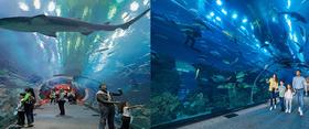 迪拜购物中心水族馆和水下动物园Dubai Mall Aquarium and Underwater Zoo