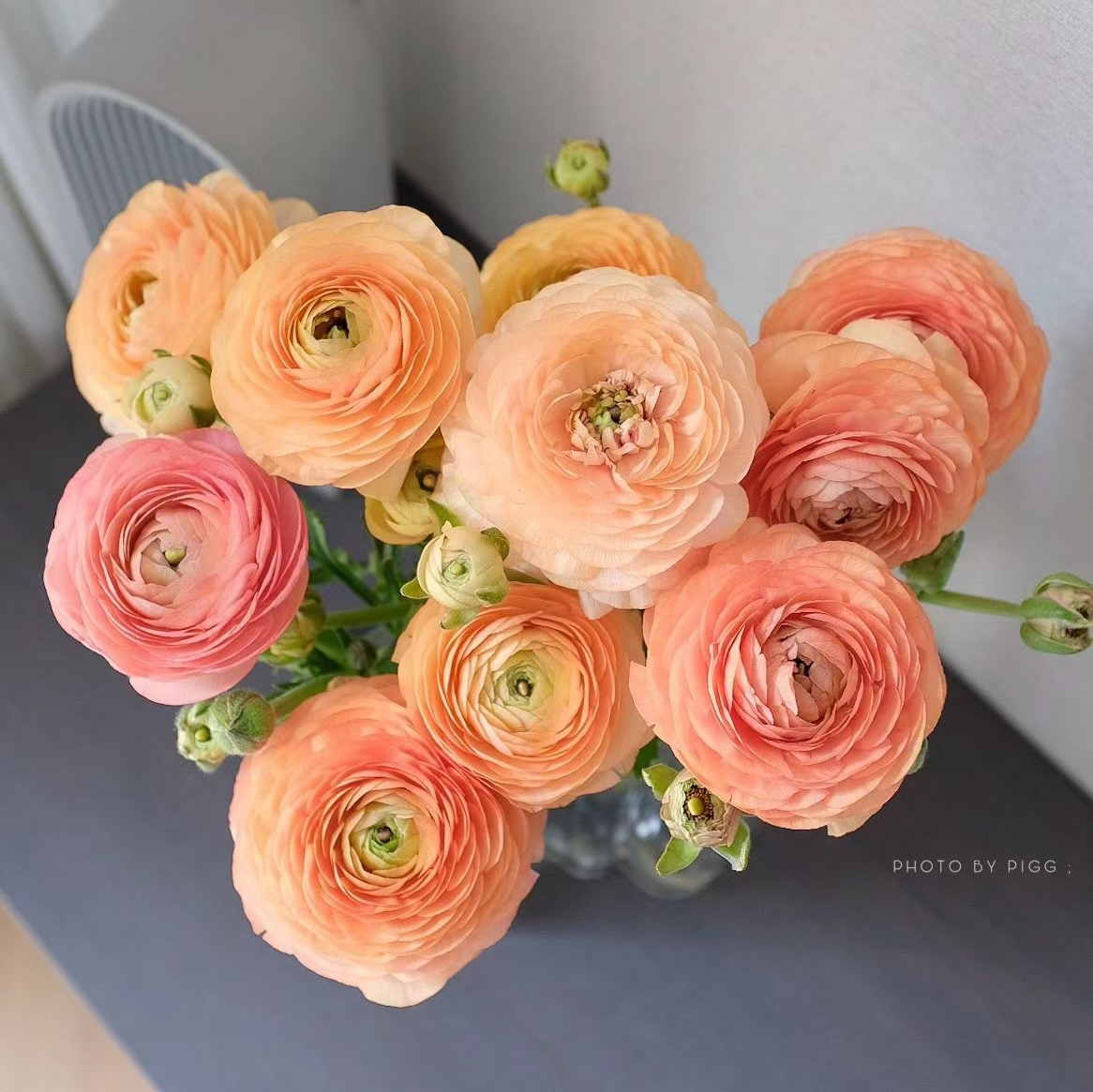 香槟洋牡丹丨8支+2支防损【收到一定要带外包装一起醒花】