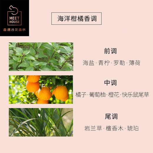 【夏日新香】海盐罗勒与柑橘沙龙香水 商品图2