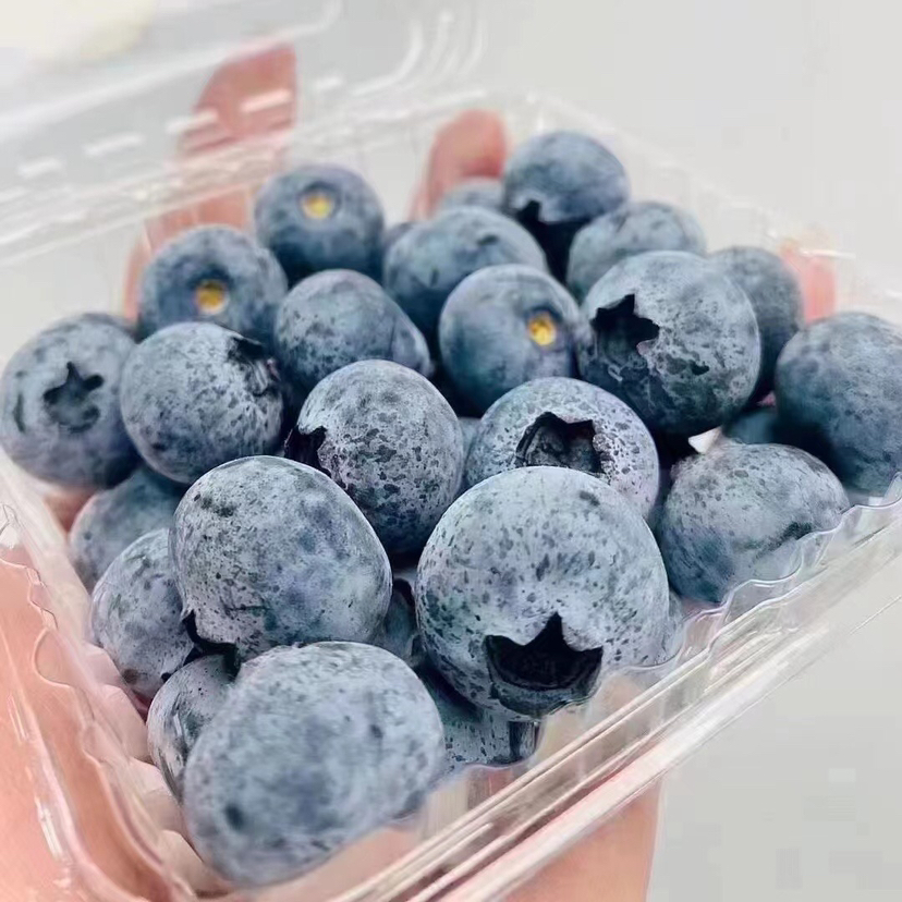 雪山恬蓝莓，当季好蓝莓🫐很甜的口感很大的颗粒，果粉足，🍃营养价值高💯护眼神器